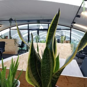 Splendorflex Cowork flex werkplekken in de Splendorfabriek - planten